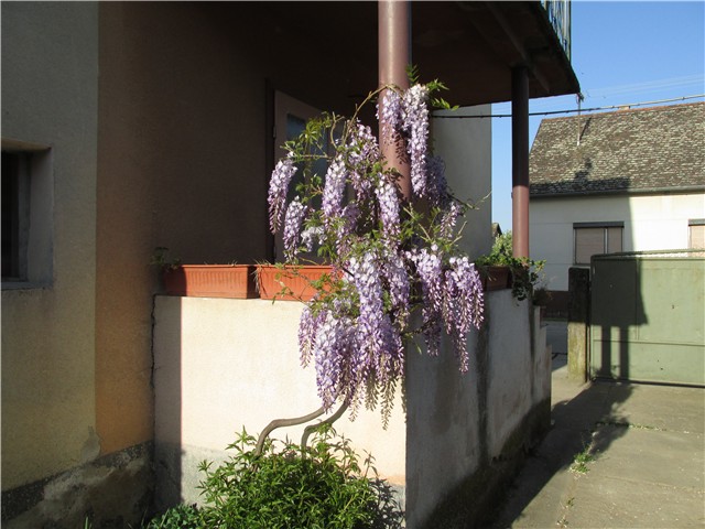 glicinija